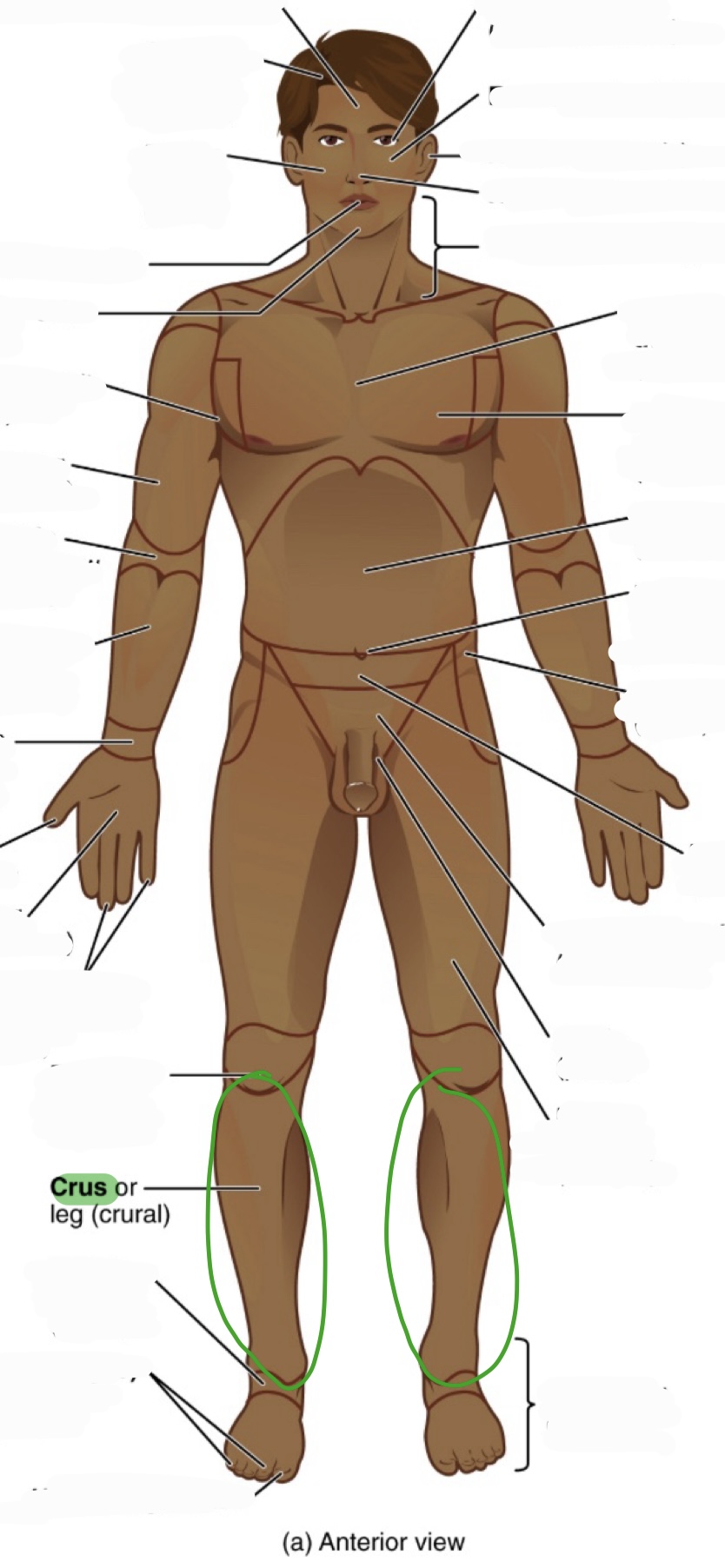 <p>leg (the area below the knee and above the ankle in the picture)</p><p>(aka crural)</p>