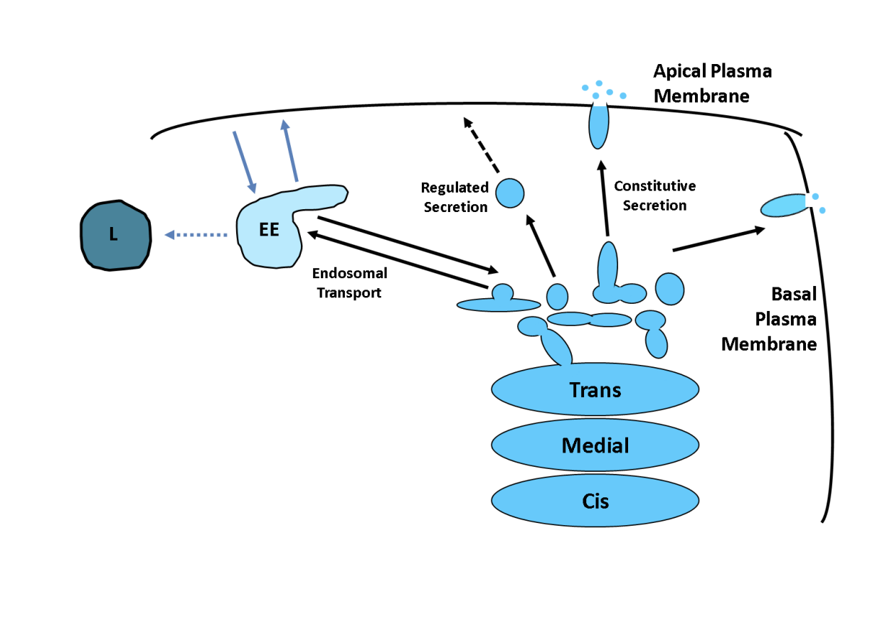 <ol><li><p><strong>Bulk</strong> or <strong>default</strong>→ directly to plasma membrane.</p><ul><li><p>may require no further sorting signals</p></li></ul></li><li><p><strong>Sorting into different carriers </strong>(direct secretion in polarised cells)</p></li><li><p><strong>Concentrated in regulated secretory vesicles/ secretory granules</strong></p></li><li><p><strong>Endosome transport</strong></p></li></ol><p></p>