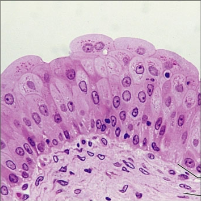 <p><strong>what is the epithelia?</strong></p>
