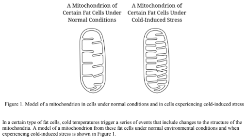<p>Which of the following best explains how the changes in mitochondrial structure observed when the cell experiences cold-induced stress affect cellular respiration?</p><p>(A) The volume of the mitochondrial intermembrane space decreases, preventing the reactions of the Krebs cycle from occurring.</p><p>(B) The surface area of the inner membrane decreases, preventing the transport of oxygen molecules into the</p><p>mitochondria.</p><p>(C) The volume within the mitochondria increases, providing more space for the reactions of glycolysis to take place.</p><p>(D) The surface area of the inner membrane increases, providing more space for the components of the electron transport chain.</p>