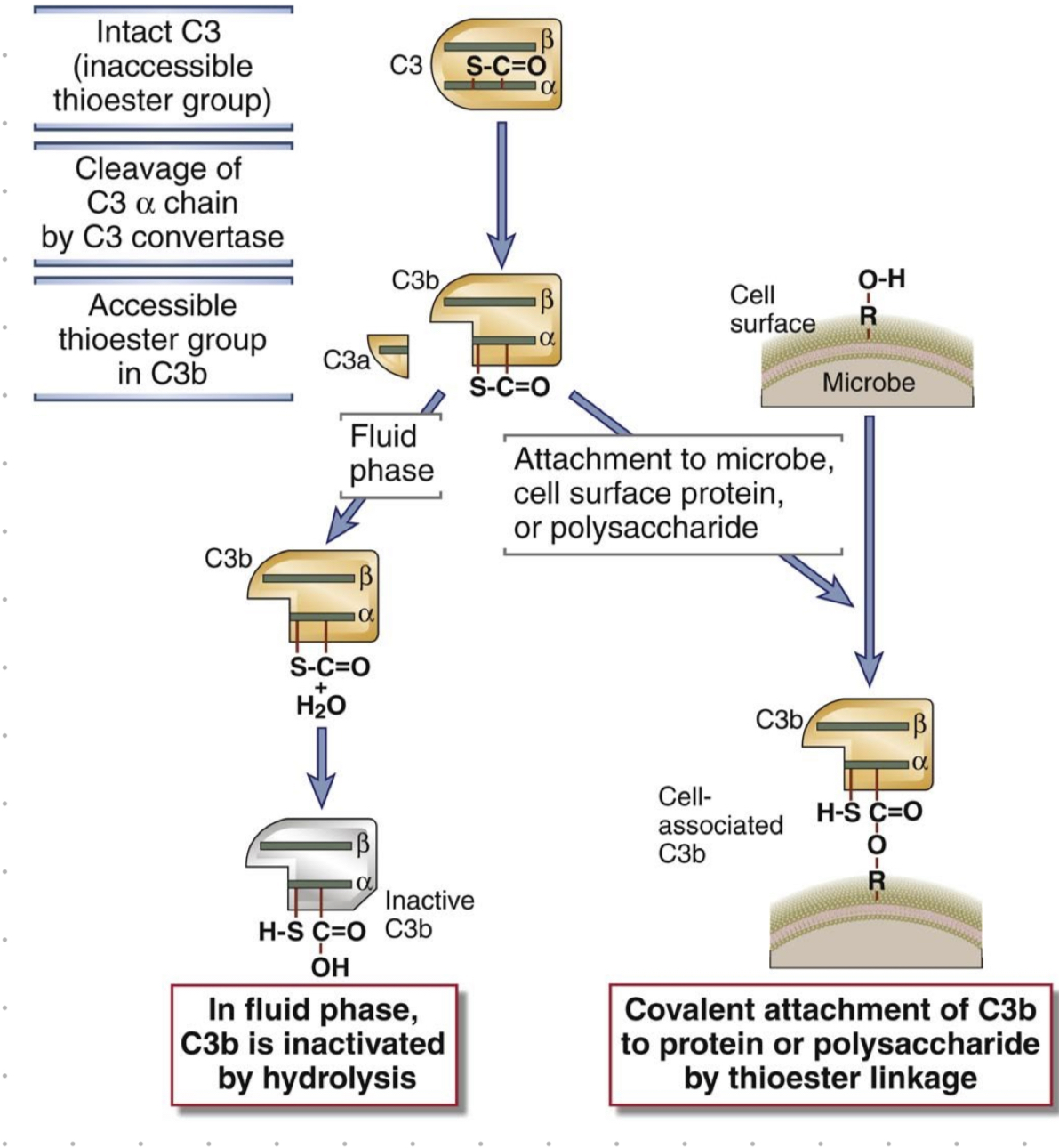 <ol><li><p>cleavage of C3-alpha cain (by C3 convertase)</p></li><li><p>thioester group in C3b becomes accessible </p></li></ol><p>in blood (when no microbes)</p><ol start="3"><li><p>C3b is inactivated by hydrolysis</p></li></ol><p>microbes present?</p><ol start="3"><li><p>attach to microbe, cell surface protein or polysaccharide by covalent bonding </p></li></ol>