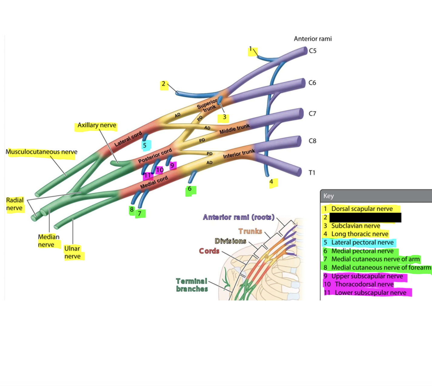knowt flashcard image