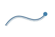 <p>Messenger RNA (mRNA)</p>