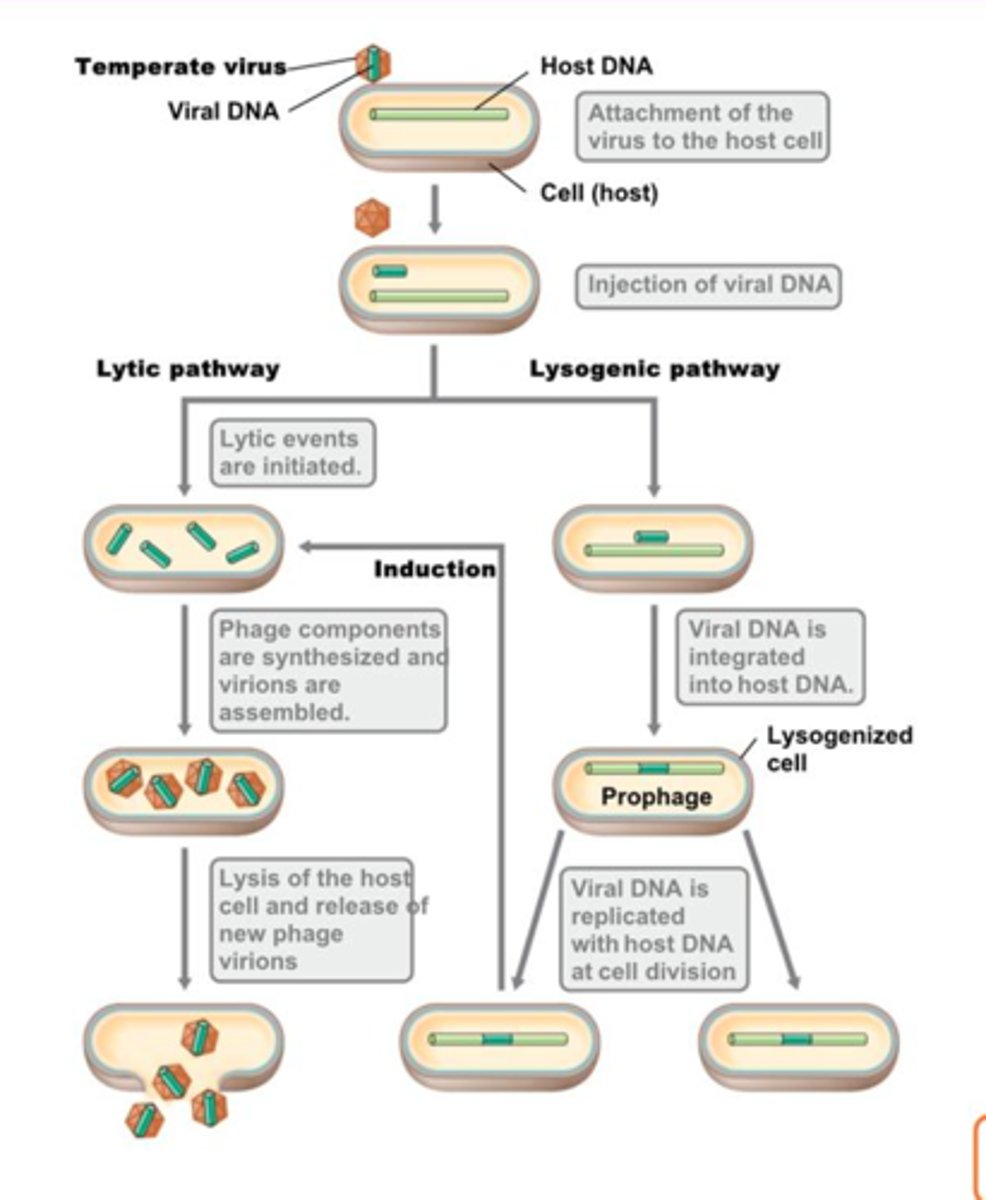 <p>the process causing a prophage to become virulent</p>
