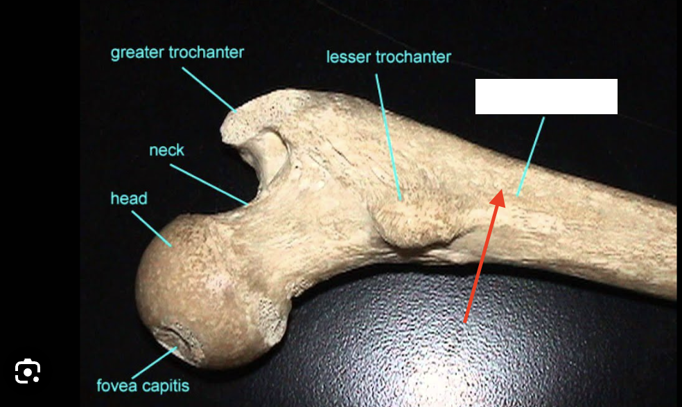 <p>the bumpy ridge on the under the lesser trochanter</p>
