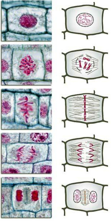 <ul><li><p>plant cells have <strong>no</strong> centrioles</p></li><li><p>spindle fibers connect to cell wall</p></li></ul>