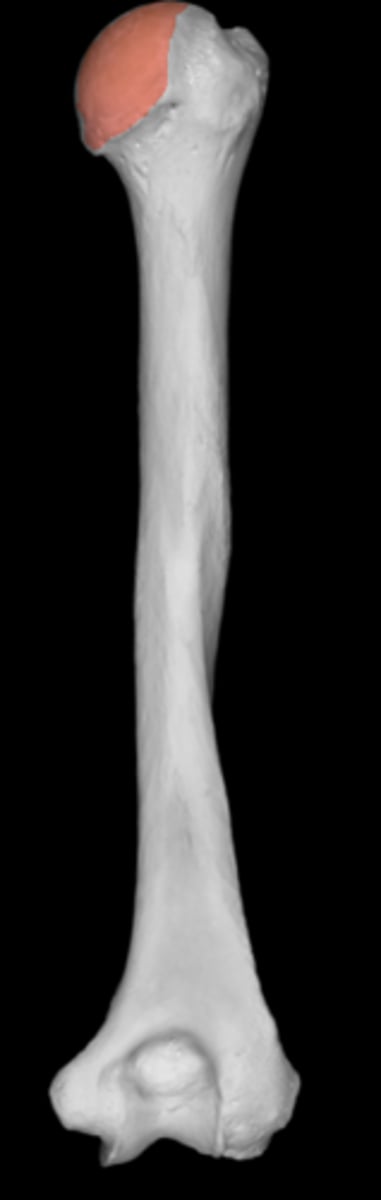 <p>articulates with glenoid fossa</p>