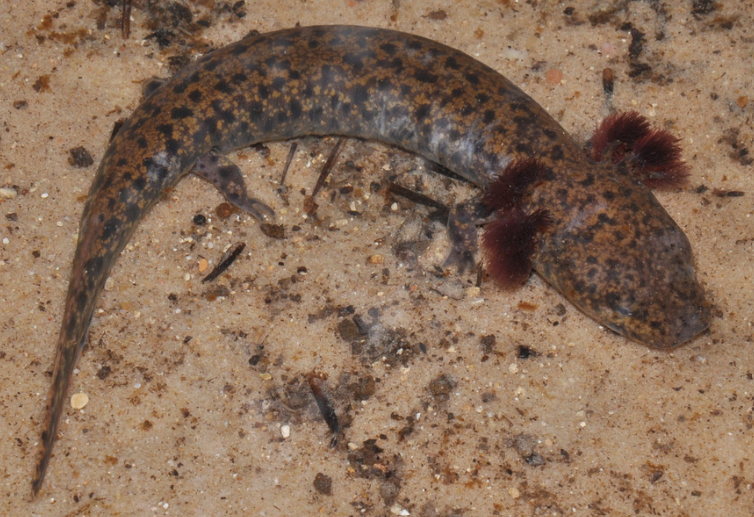 <p><span><strong><u>Distribution: </u></strong></span></p><ul><li><p><span>eastern United States and Canada</span></p></li><li><p><span>east coast of Adriatic Sea</span><br><strong><u><br></u></strong><span><strong><u>Traits: </u></strong></span></p></li><li><p><span>Paedomorphic</span></p></li><li><p><span>adults have large external gills</span></p></li><li><p><span>caudal fin</span></p></li><li><p><span>no eyelids</span></p></li><li><p><span>no upper jaw</span></p></li><li><p><span>four good limbs</span></p></li><li><p><span>reduced number of digits on front & rear limbs</span></p><ul><li><p><span>European species is cave-dwelling, Proteus anguinu</span></p></li></ul></li></ul><p></p>