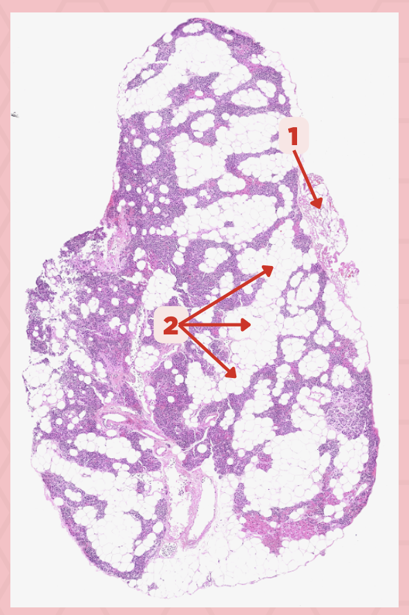 <p>Identify the specimen.</p>