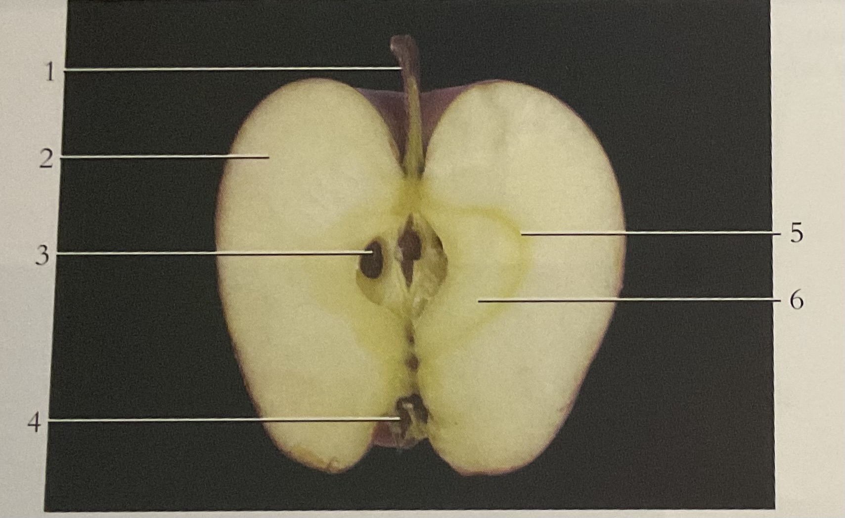 <p>Is this a dicot or a monocot </p>