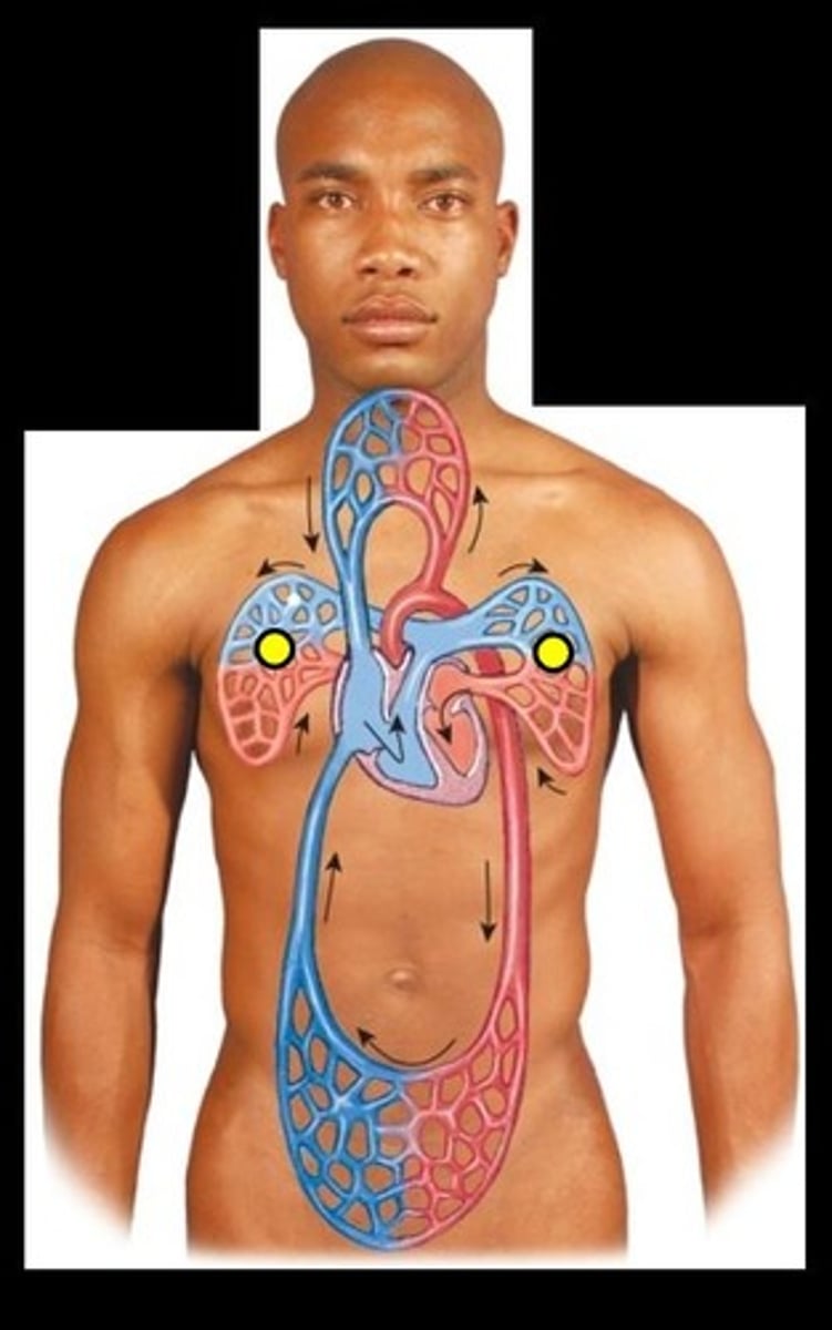 <p>the arteries and veins in the lungs</p><p>Pump blood from the right side of the heart to the lungs</p>