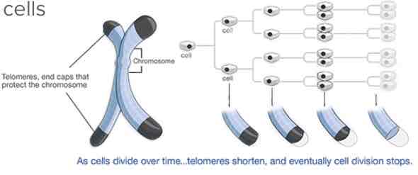 <p>nucleotide sequences at the ends of eukaryotic chromosomes</p>