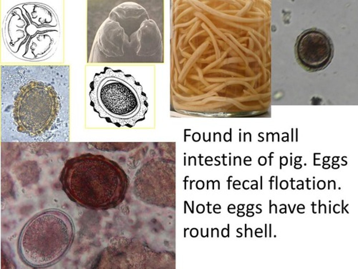 <p>varkenspoelworm</p>