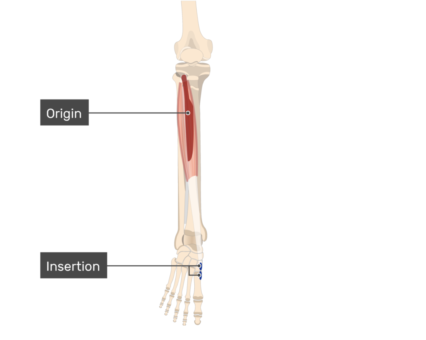 <p>tibialis posterior</p>