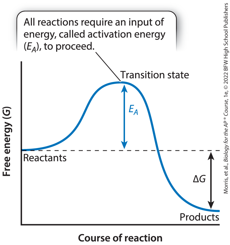 <p>the brief time in a chemical reaction in which chemical bonds in the reactants are broken and new bonds in the product are formed</p>