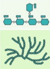 <p>Source- plant</p><p>Subunit - a-glucose</p><p>bonds - 1,4 +1,6</p><p>Branches - yes (- per 20 subunits)</p><p></p><p>Function - energy storage</p>