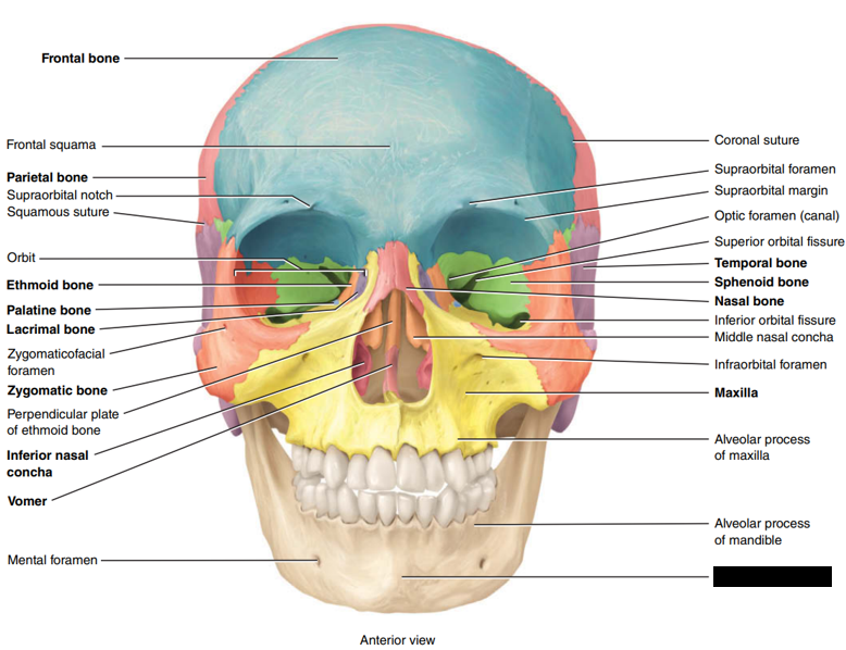 <p>State and identify what part of the cranial bone is being pointed out and censored. </p>