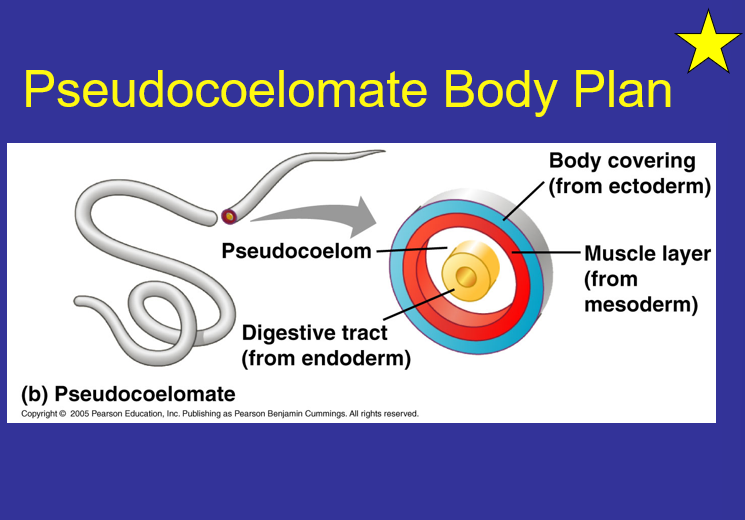 <p>Pseudocoelomate Body plan?</p>