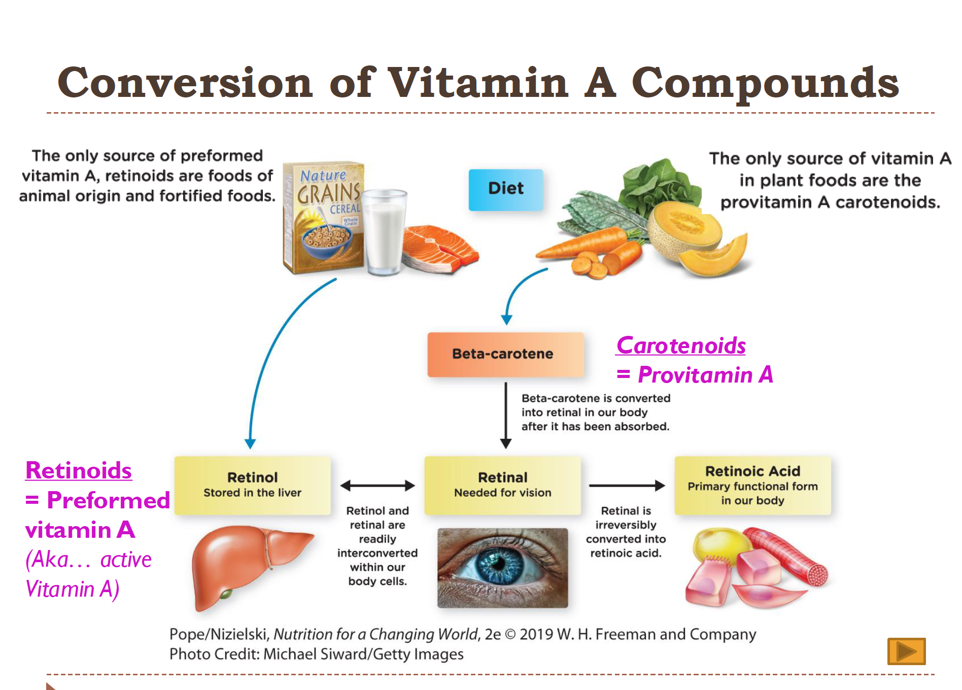 <p><strong>Carotenoids (provitamin A)</strong> → converted in intestine → <strong>Retinol (active, storage form)</strong> → <strong>Retinal (vision)</strong> → <strong>Retinoic Acid (gene regulation).</strong></p><ul><li><p><strong>Provitamin A:</strong> plant-based (beta-carotene)</p></li><li><p><strong>Preformed vitamin A:</strong> animal-based (retinol)</p></li><li><p><strong>Retinol = storage + transport</strong></p></li><li><p><strong>Retinal = vision use</strong></p></li><li><p><strong>Retinoic acid = gene expression (cannot go backward!)</strong></p></li></ul><p></p>