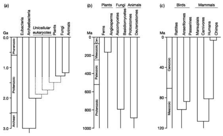 What do each of these trees show?