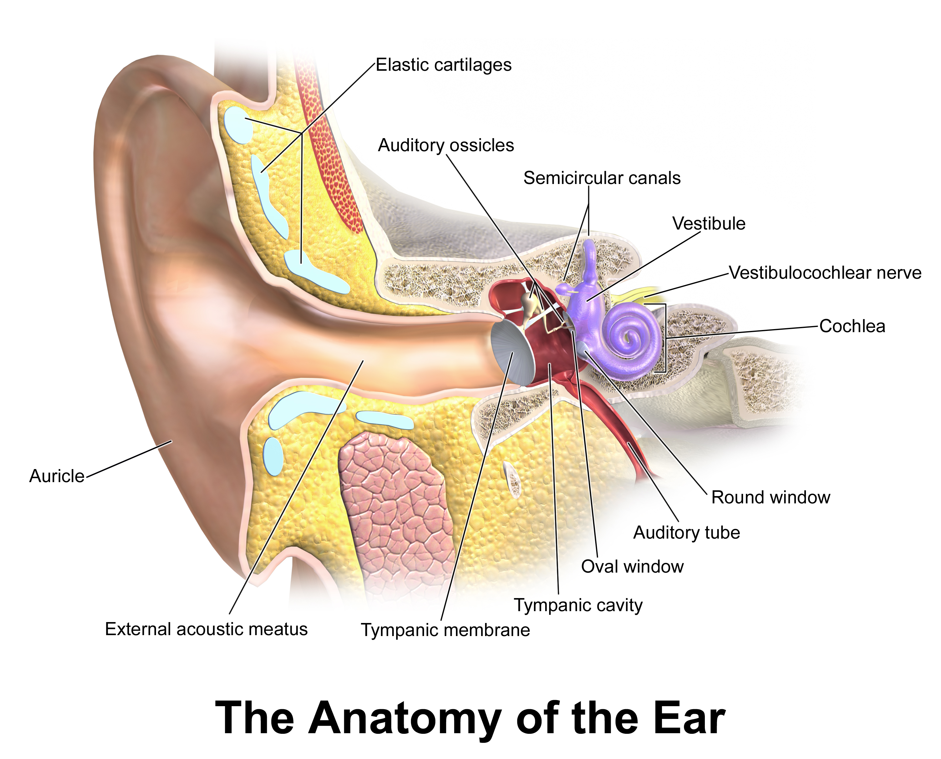 <p><span>What part vibrates when sound hits it?</span></p>