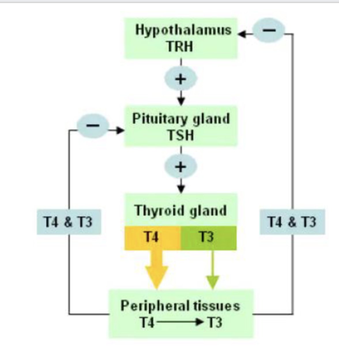 <p>Hypothalamus: TRH</p><p>Pituitary gland: TSH</p><p>Thyroid: T3 and T4</p>