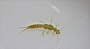 <p>Chloroperlidae</p>