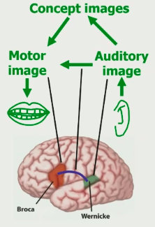 \~ lesions in the specific part of the temporal lobe (wernicke’s area, posterior part of left superior temporal gyrus) lead to difficulty w/speech comprehension

\
**association theory of language**

              - __wernicke’s area__ stores auditory images of words

              - __broca’s area__ stores motor images of words

              - general __concept image__ is stored/made in the cortex

              - __fiber tract__ (arcuate fasciculus) connects broca’s and wernicke’s areas, allowing for associating those two images of words (and also for the reflexive repeating of words) 

\
__concept images__ 

                \~ associated sensory images of an object that a word refers to (e.g. colour, taste, shape, …) → __embodied cognition__ (the view that concepts consist of perceptual and motor features) 

              - are localised in different widely distributed areas of the brain (and then the info from all is brought together to create the full image)