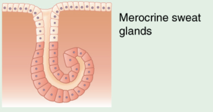 <p>Identify the exocrine gland</p>