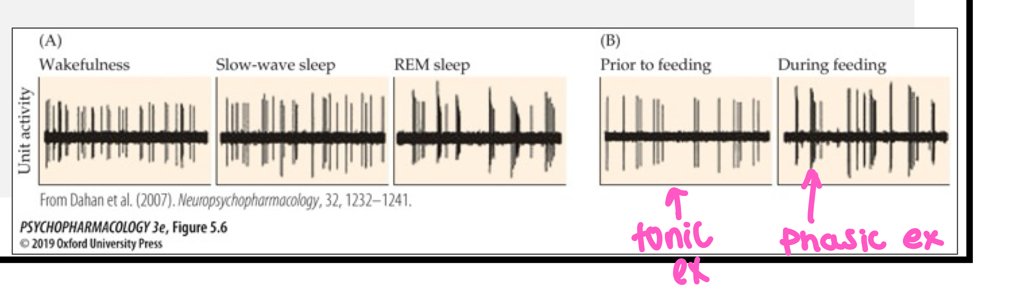 <ul><li><p>4-5 Hz</p></li><li><p>when small amounts of DA are released without being preceded by presynaptic action potentials</p></li><li><p>picks up activity of other neurons, neurotransmitter reuptake</p></li><li><p>categorized by spontaneous firing at low rates</p></li></ul><p></p>