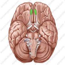 <p>processes odor information from the nose to enable sense of smell</p>