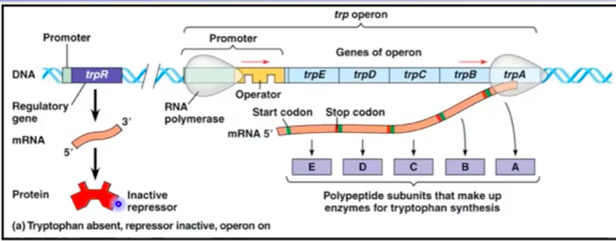 <ul><li><p>Encodes enzymes for <strong>tryptophan biosynthesis</strong></p></li><li><p><strong>Repressor</strong> protein binds tryptophan to inactivate the operon</p></li><li><p>High tryptophan levels inhibit the operon, preventing excess</p></li></ul><p></p>