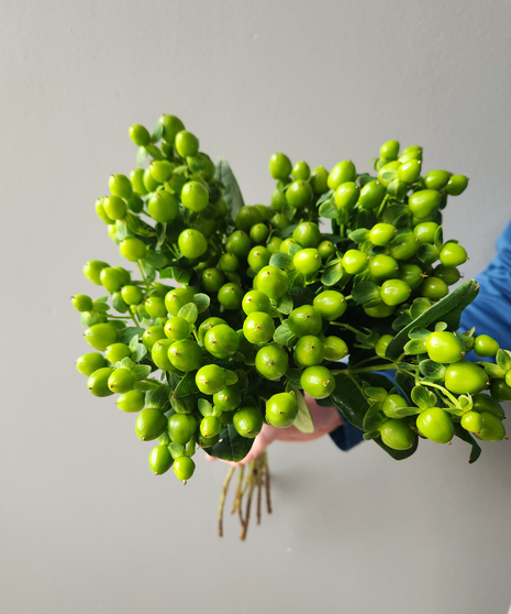 <p>What plant is this? (Name, Genus)</p>