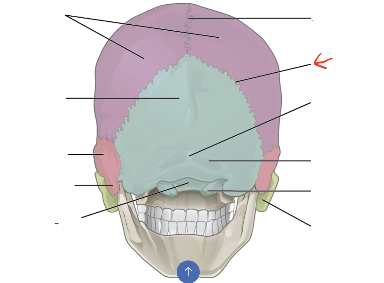 <p>junction between 2 parietal bones and occipital bones</p>