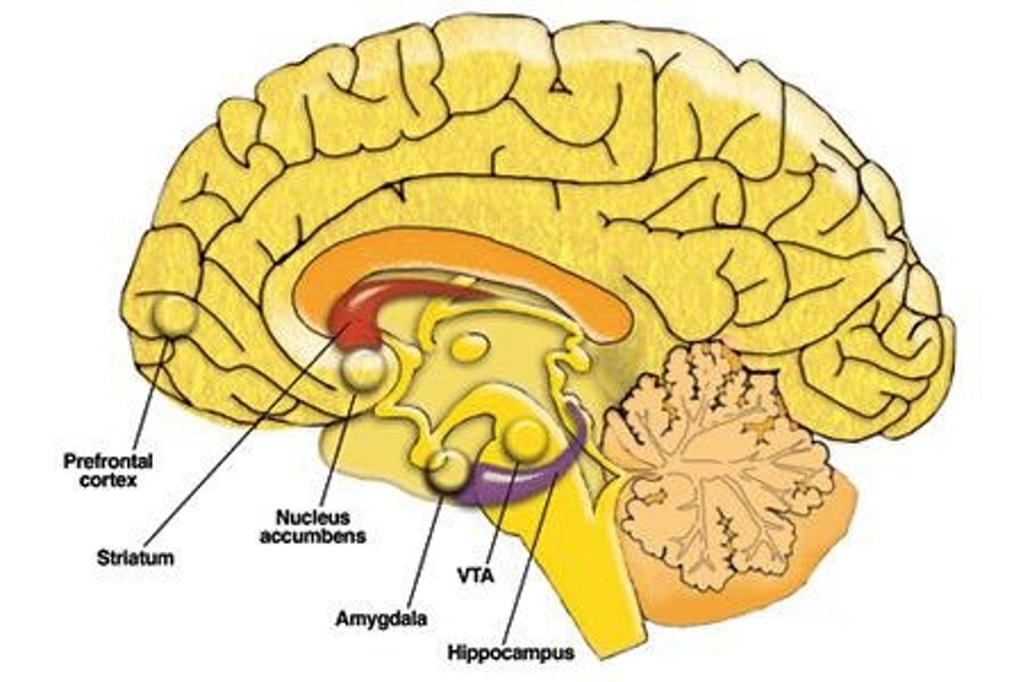 <p>Part of the mesolimbic system linked to pleasure.</p>