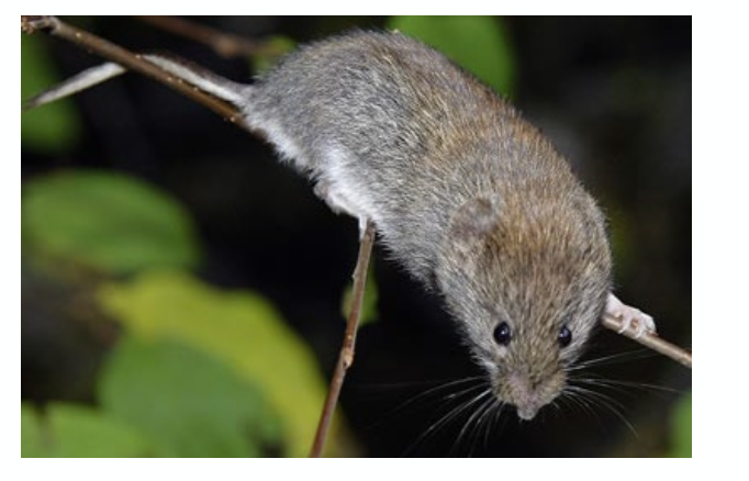 <p><span style="line-height: normal;"><span>− </span></span>zweifarbiger Schwanz, ca. halbe Körperlänge</p><p class="p1"><span style="line-height: normal;"><span>− </span></span>rotbraune Rückenfärbung</p><p class="p1"><span style="line-height: normal;"><span>− </span></span>Ohren ragen aus dem Fell</p><p class="p1"><span style="line-height: normal;"><span>− </span></span>Füsse an der Oberseite weiss</p><p class="p1">Lebensraum: Wald, Hecken, Gehölze, Säume</p>