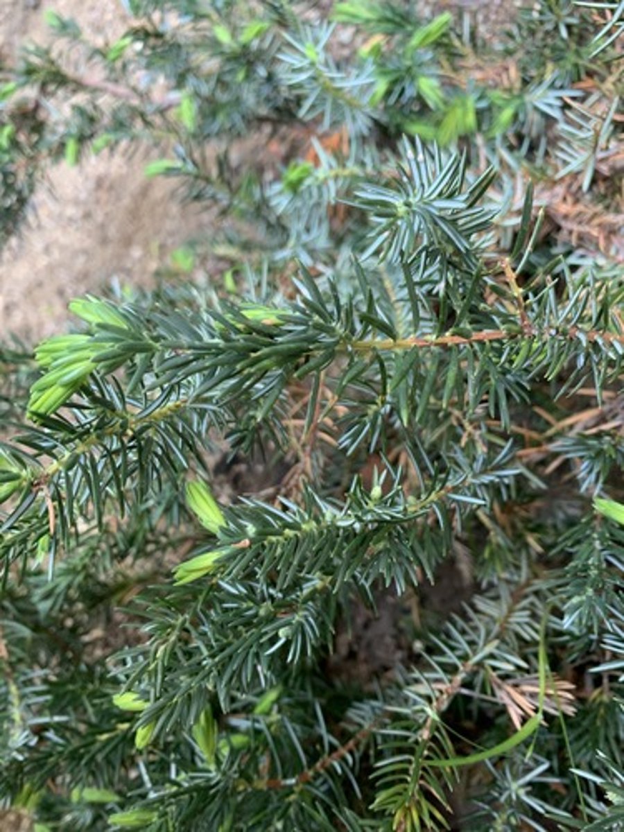 <p>low growing - forms a dense mat with creeping branches, foliage is opposite appears whorled, white stripe on bottom with dark green short needles, leaves can be turned</p>