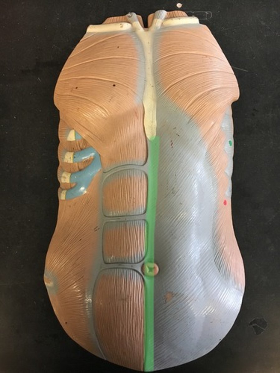 <p>fibrous structure that runs down the midline of the abdomen in humans and other vertebrates.</p>