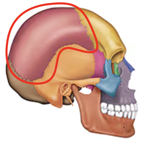 <p>Name this bone of the skull</p>