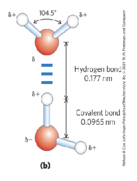 <p>so that the positive end of one points towards the negative end of the other water molecule</p>