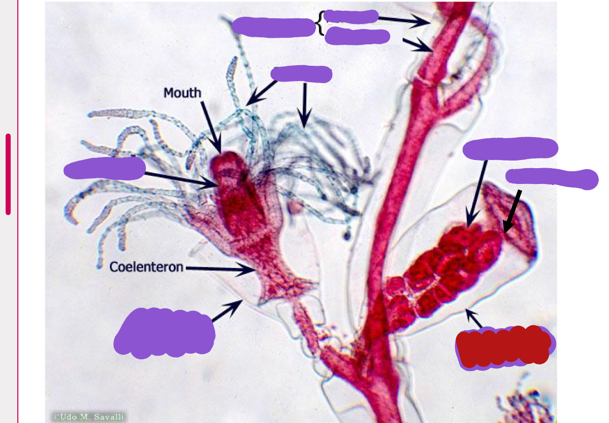 <p>Identify the red structure</p>