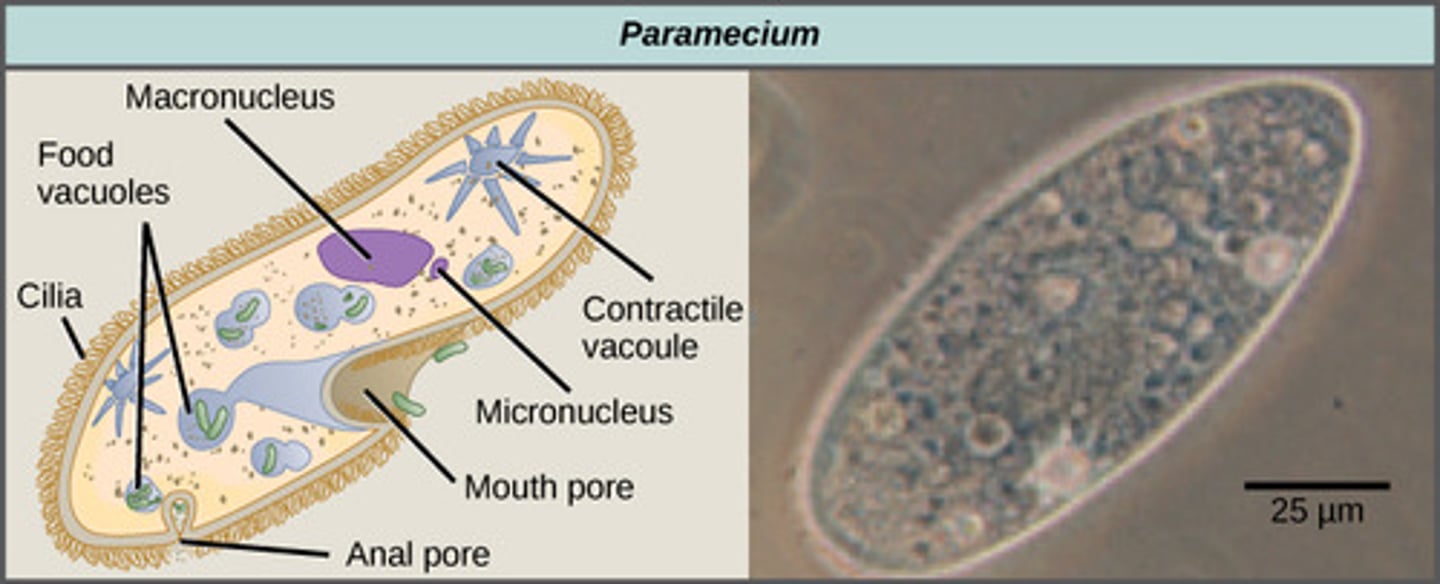 <p>1. large macronucleus<br>2. several small nuclei</p>