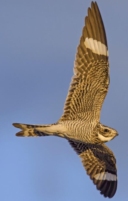 <p>Nighthawk</p>