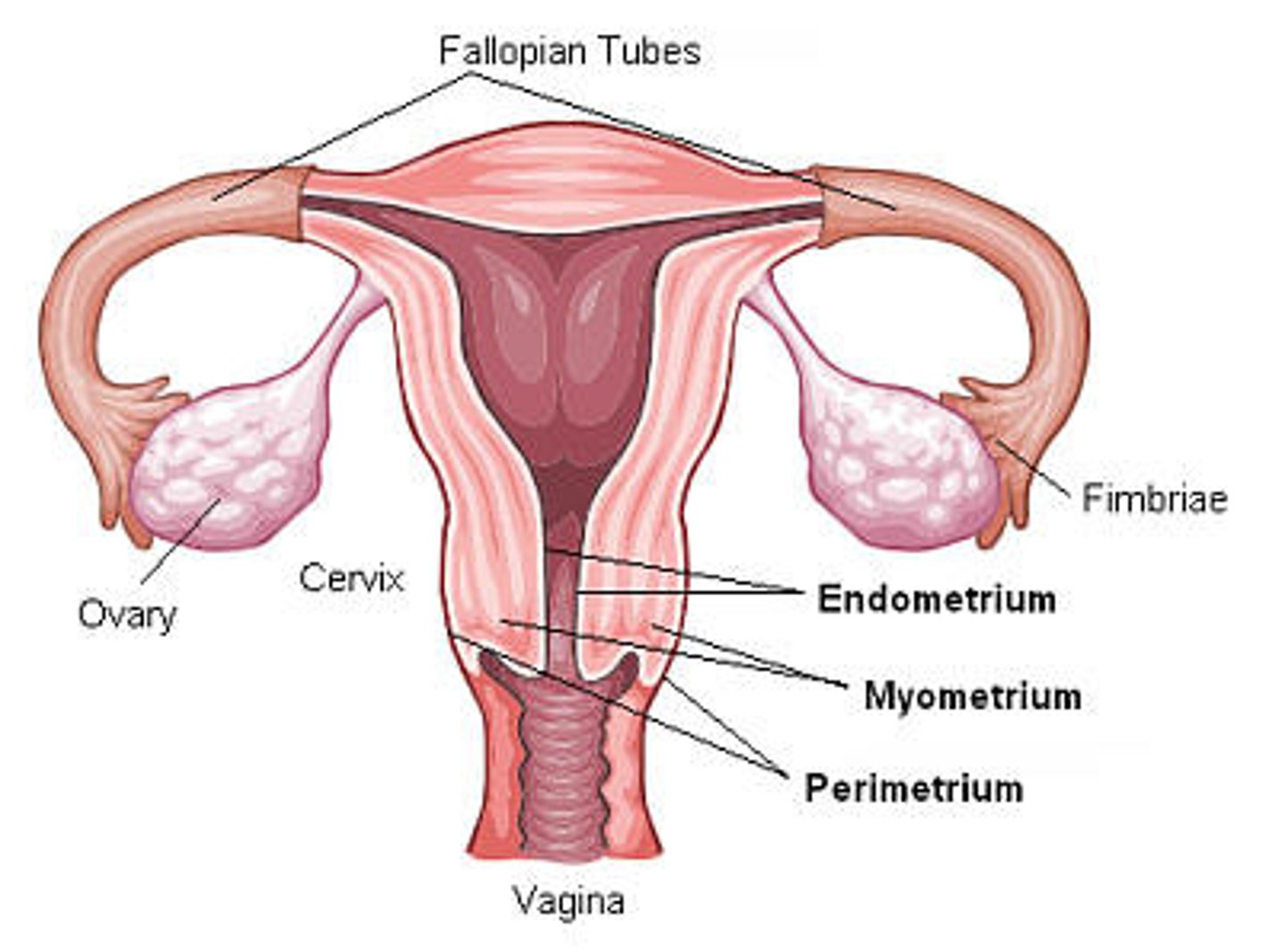 <p>uterus (uterine layers)</p>