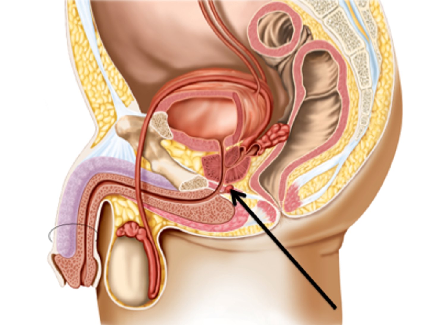 <p>lubricates the urethra for passage of sperm</p>