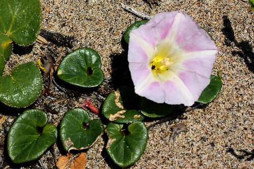 <p>Beach morning glory [Convolvulaceae]</p>