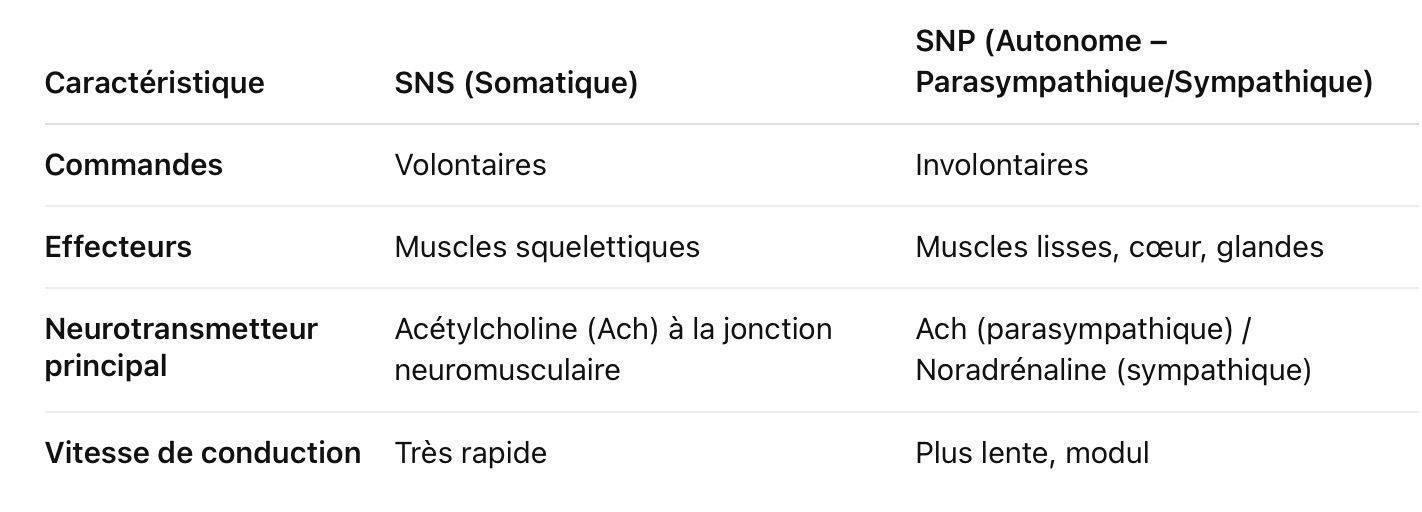 <p>Le système autonome contrôle les organes internes involontairement, le système somatique contrôle les muscles squelettiques et la sensibilité volontairement</p>