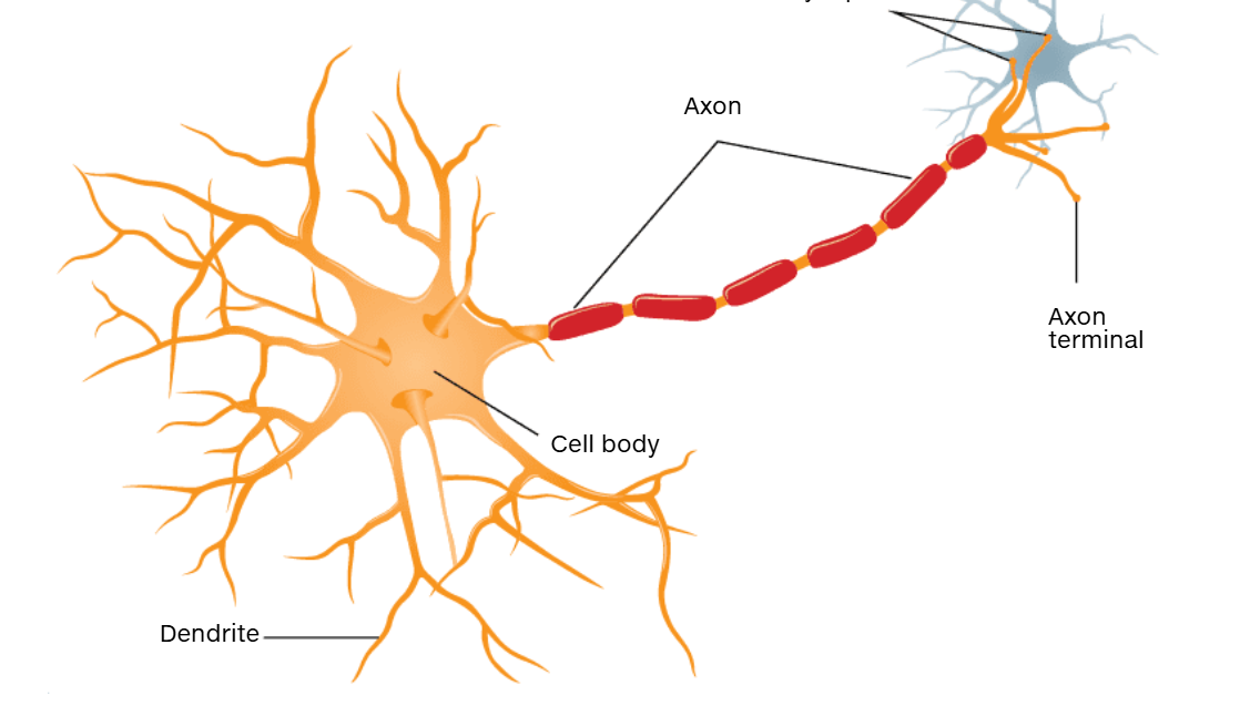 <p>tiny gaps between neurons across which neural communication takes place </p>