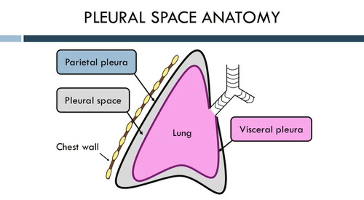 <p>parietal pleura: outermost pleura which connects to the inside of the chest wall</p><p>visceral pleura: innermost pleura, which connects to the outside of the lungs</p>