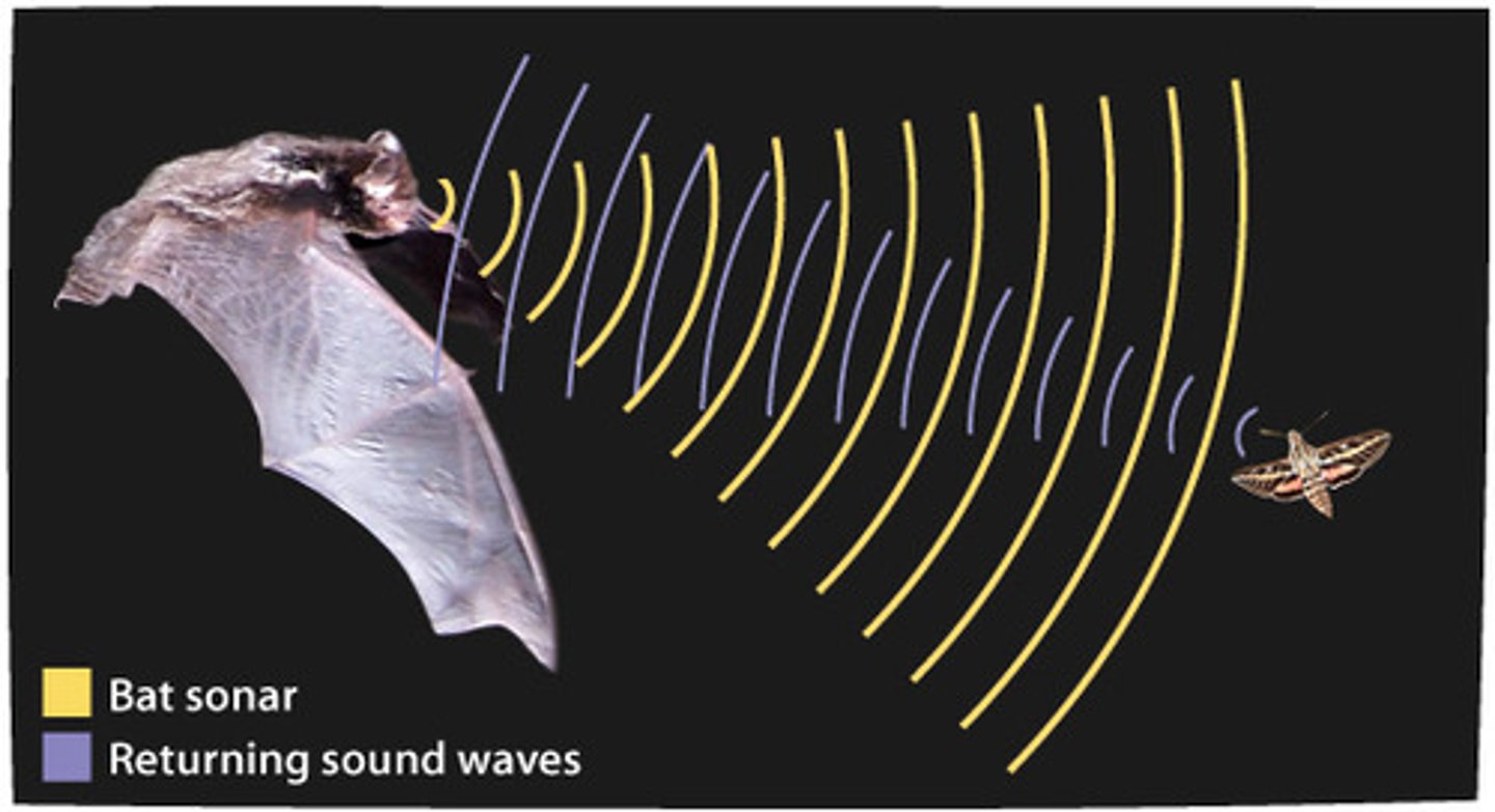 <p>Echolocation is a type of animal communication with their surrounding environment in order to receive information for themselves. Echolocation is the use of sound waves and echoes to determine where objects are in space. For example, bats use echolocation to navigate and find food in the dark. (There can be many other examples such as dolphins, whales, shrews and some birds).</p>